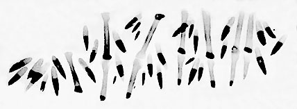 Preserve Your Memories by Writing Haiku